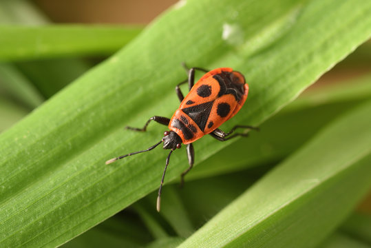 firebug Pyrrhocoris apterus on the leaf