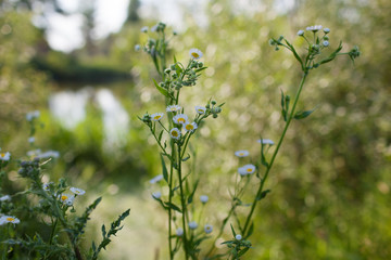 Meadow with green grass and white daisy flowers.Selective focus, blurred background