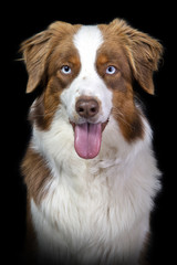 Portrait of a brown and white australian shepherd dog on a black background.