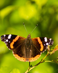red admiral butterfly