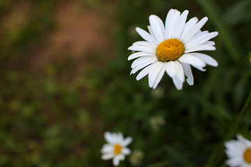 Obraz premium Meadow with green grass and white daisy flowers.Selective focus, blurred background