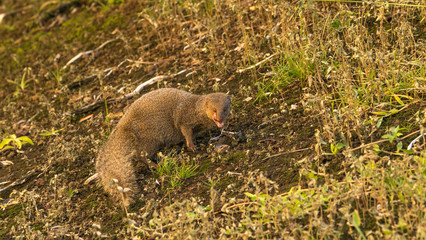 a mongoose stares back at the camera 