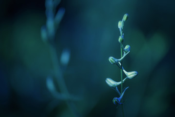 Fantasy garden, flower buds isolated on a blurred dark bluish background, artistic nature wallpaper, condolence card concept - obrazy, fototapety, plakaty