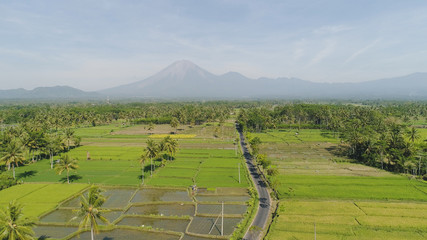 tropical landscape rice fields, mountains, palm trees. aerial view farmland with agricultural crops in rural areas Java Indonesia