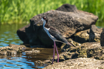 Hawaiian stilt at waters edge