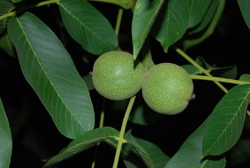 Unripened Walnuts on Walnut Tree