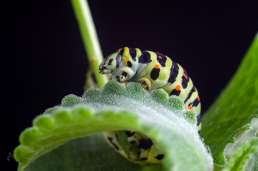 Caterpillar of the Machaon crawling on green leaves, close-up