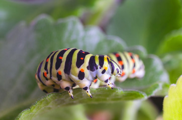 Caterpillar of the Machaon crawling on green leaves, close-up