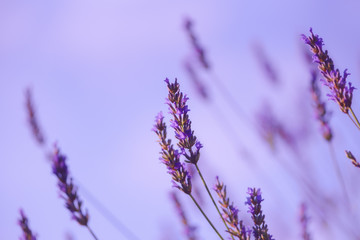 Closeup of lavender flowers with selective focus on the stems in the foreground and with blurred purple background, soft floral wallpaper, shallow depth of field