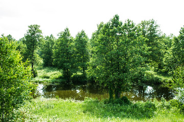 Bright summer landscape with river and green deciduous trees