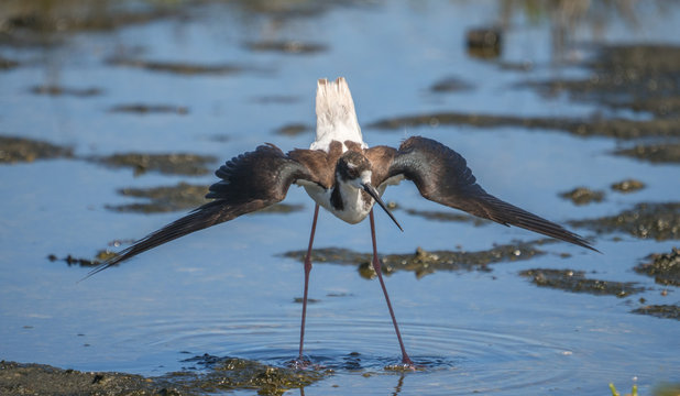 A Hawaiian stilt searching for food