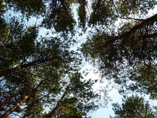 Obraz premium tree in the sky