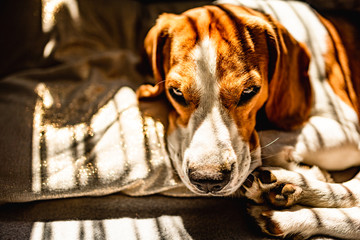 Beagle dog lying down on a sofa resting during summer heat wave.