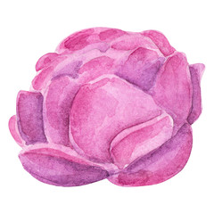 Watercolor peony. Isolated drawing on white background.