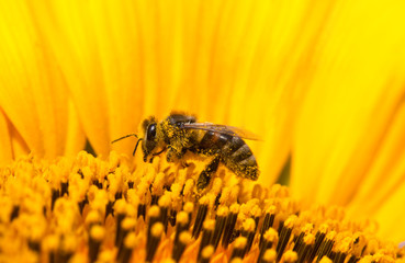 Closeup bee on flower collects nectar