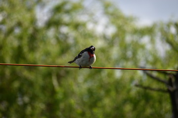 Rose-breasted grosbeak