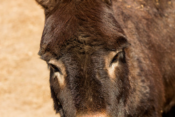 Fototapeta premium Closeup view of a donkey head with long ears and sad eyes