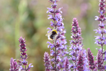 Obraz premium Bumble bee on a purple flower in field in the sunlight