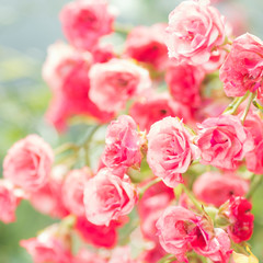 beautiful rose bush