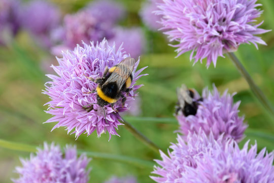 Bumblebees Pollinating a Chive Flower (Allium Schoenoprasum)