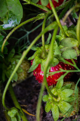 Ripe red strawberries in the garden close-up