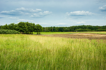 View of green meadows, forest on the horizon and blue clouds