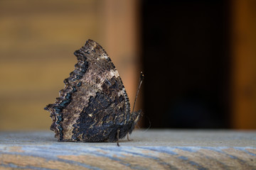 Butterfly close-up sitting on the railing