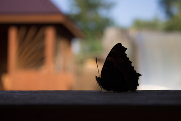 Butterfly close-up sitting on the railing