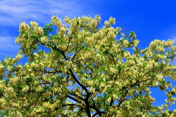  The crown of a flowering tree is a white acacia against a bright blue sky.