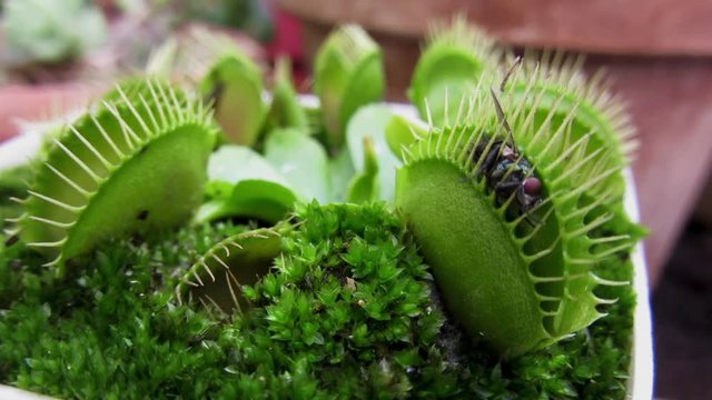 CARNIVOROUS PLANT