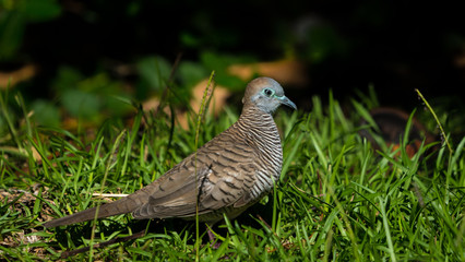 The zebra dove (Geopelia striata) also known as barred ground dove, is a bird of the dove family, Columbidae, native to Southeast Asia