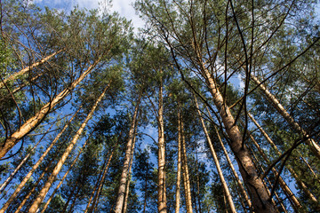 Summer landscape with tall trunks of the pine trees on blue sky background