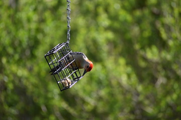 Red-Bellied Woodpecker