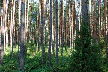 Summer landscape in a pine forest