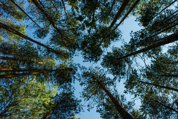 Summer landscape with tall trunks of the pine trees on blue sky background