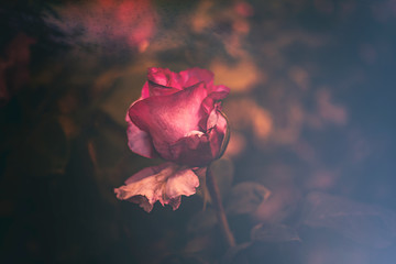 Einzelne Rose romantisch