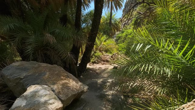 Walking in the palm forest. Crete island, Greece