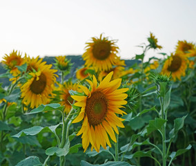 Field of sunflowers in bloom, France
