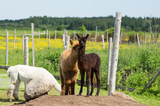 Adorable brown baby alpaca standing on mound of earth next to its reddish friend snuggling against him, Pont-Rouge, Quebec, Canada