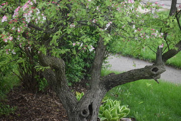 Cherry Tree in bloom