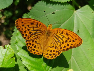 Butterfly Argynnis Aglaja on a green linden leaf