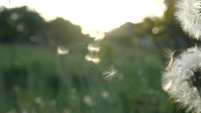 Slow motion. Dandelion seeds blown and dispersed by wind against green grass and blue Sky.