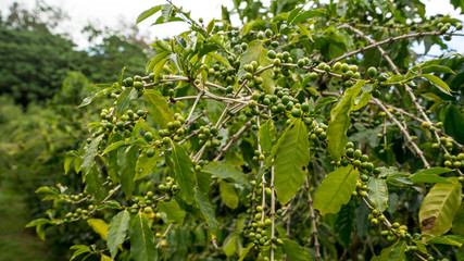 Fototapeta na wymiar Coffee tree with green coffee beans in Kona Hawaii. 
