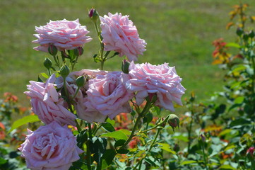 Thomasville rose garden 0252