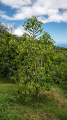 Fototapeta na wymiar Coffee tree in Kona Hawaii. 