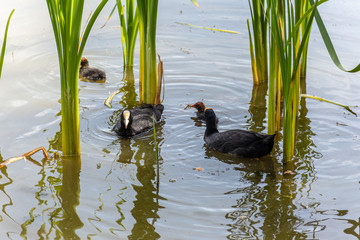 birds with brood on the city lake