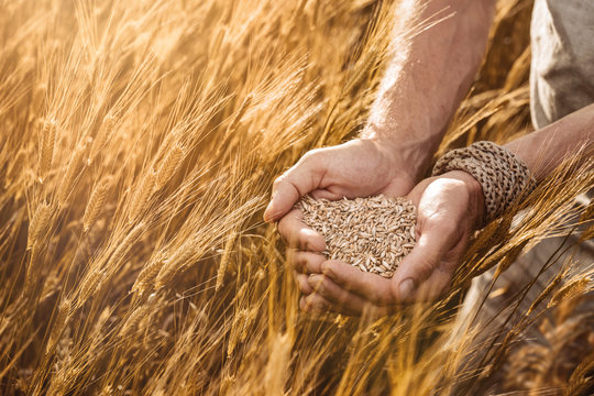 Close up of farmer's hands holding organic einkorn wheat seed on the field at the sunset 