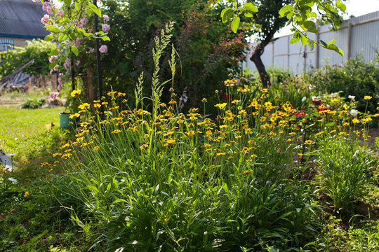A flower garden in the backyard.Selective focus
