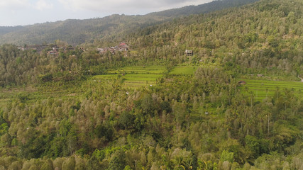 rice fields, agricultural land with fields with crops, trees in mountainside. aerial view farmland with rice terrace agricultural crops in countryside Indonesia