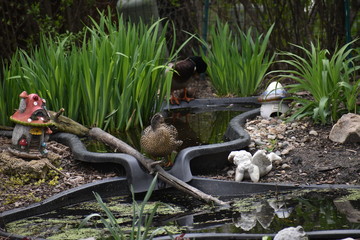 Male and female Mallard ducks